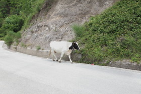 Serino-Montecorvino Rovella